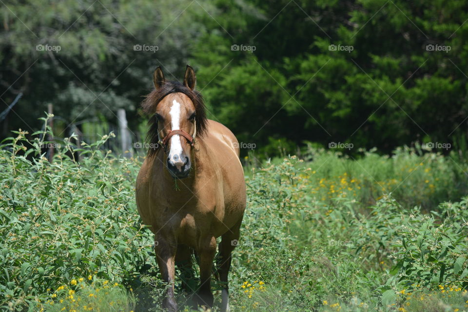 Horse in a hayfield on the farm watching me