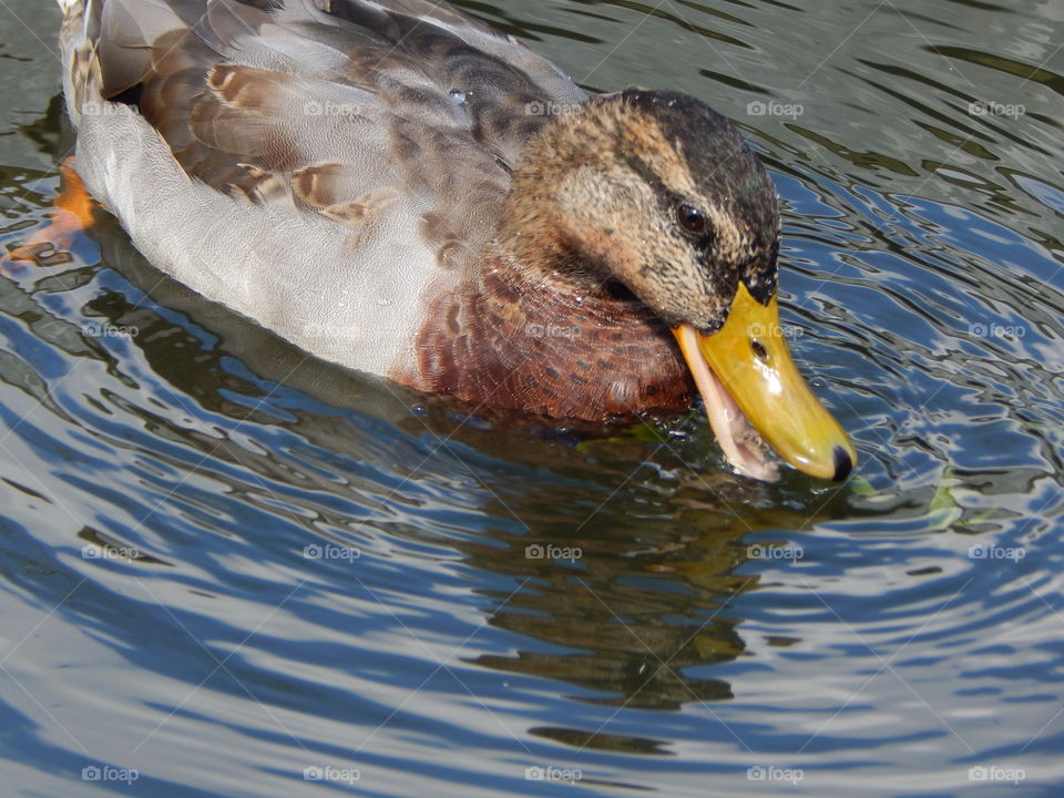 drinking duck