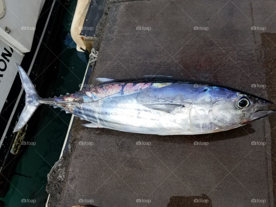 Skipjack tuna