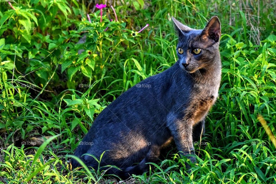 Cat in the nature