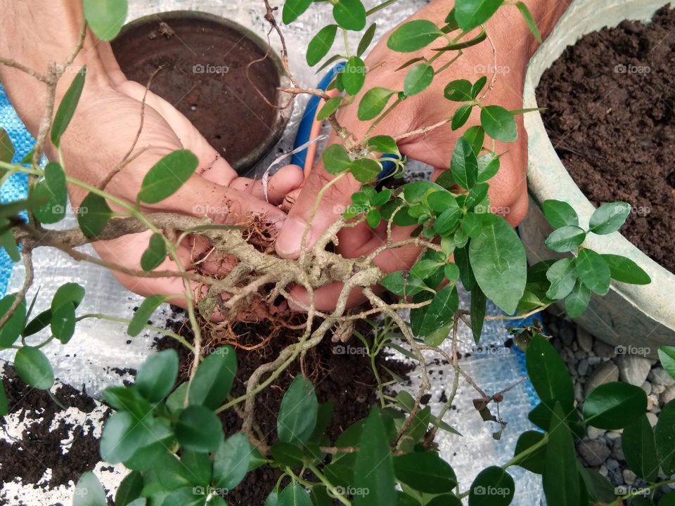 hands with a small tree. planting