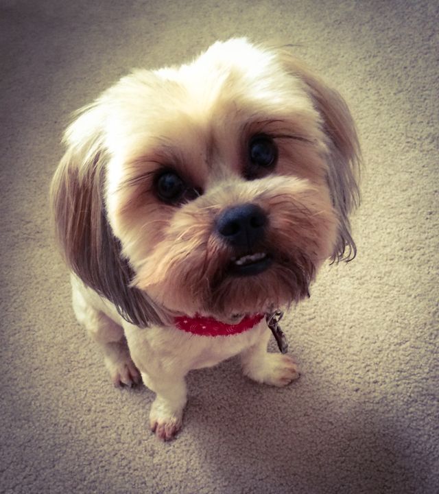 Bobble Dogity