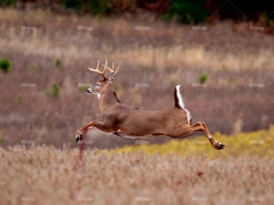 running deer