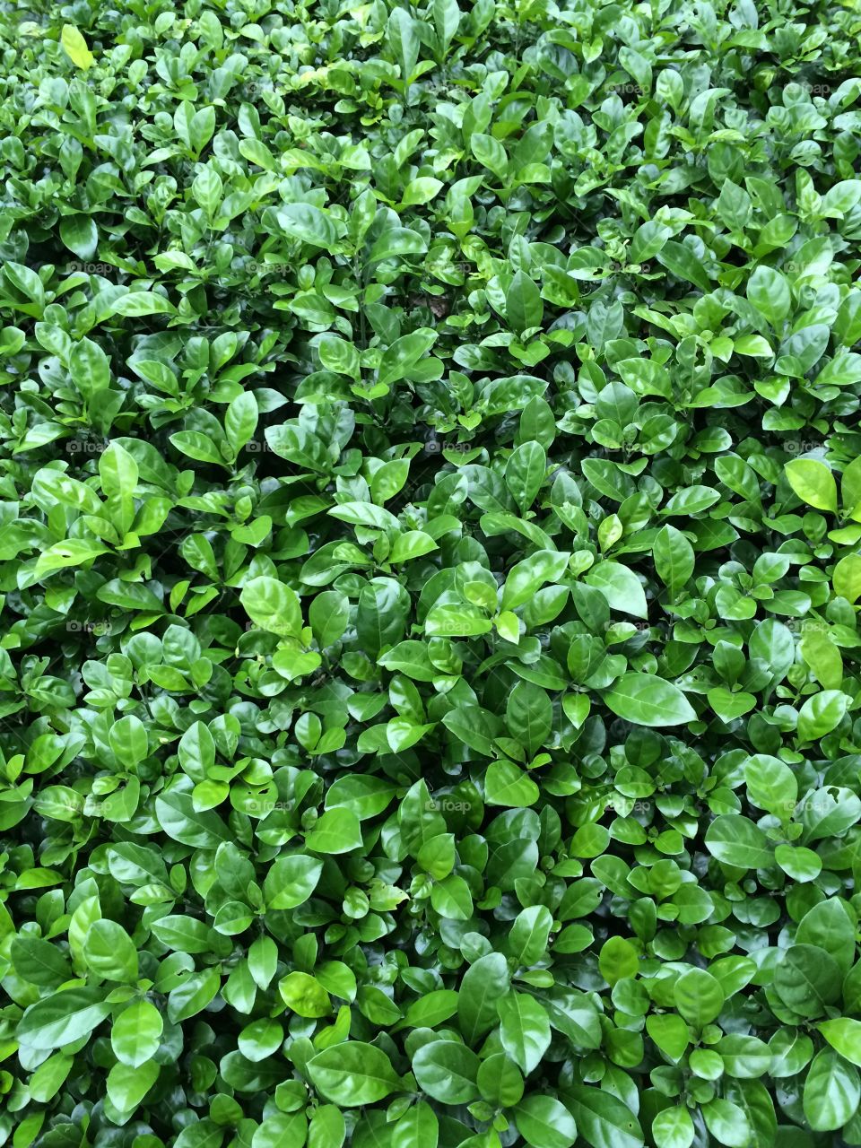 High angle view of green plants