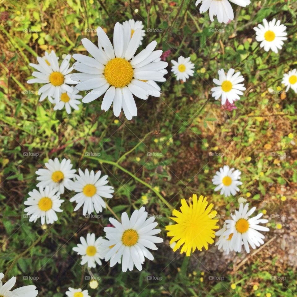 Daisies. Daisies