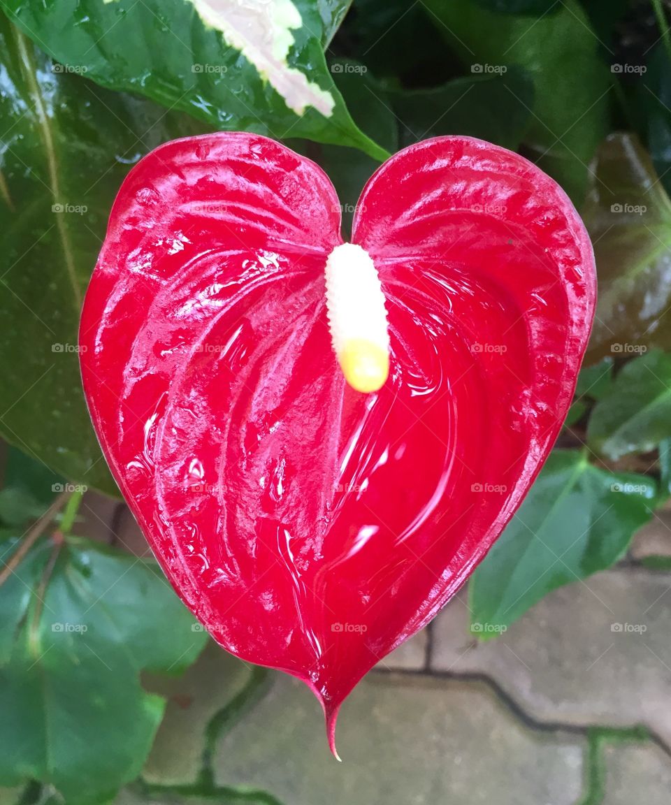 Red Heart Flower 