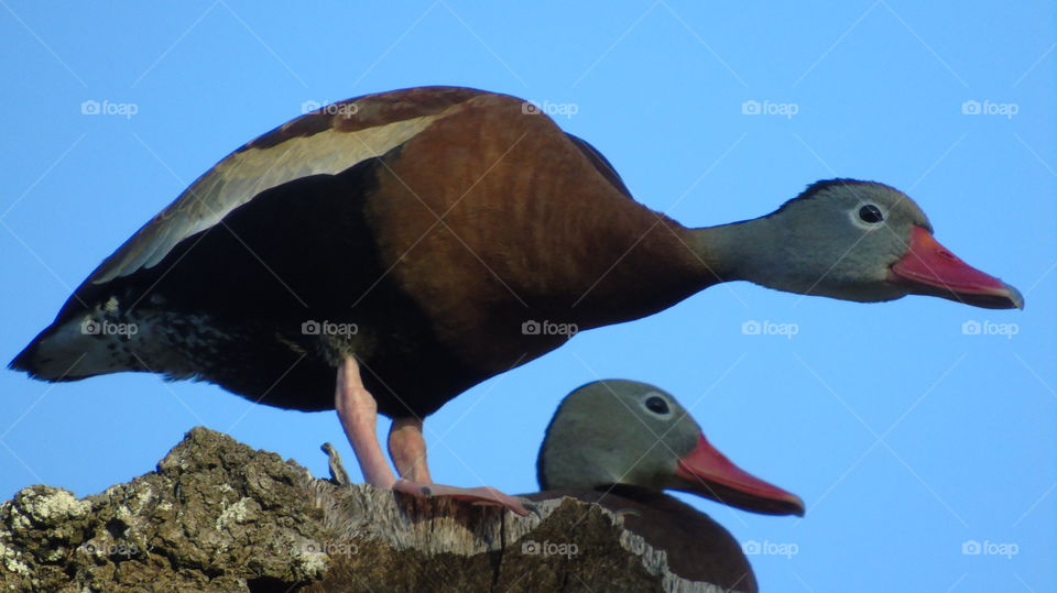 Whistling ducks perched on tree stare in expectation at camera prior to taking flight