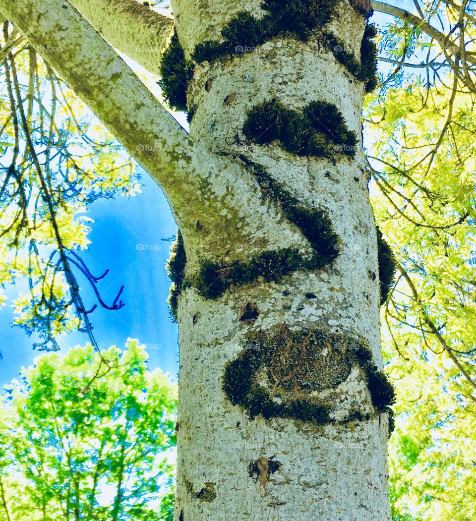 Tree trunk miss yellow white eye branch
