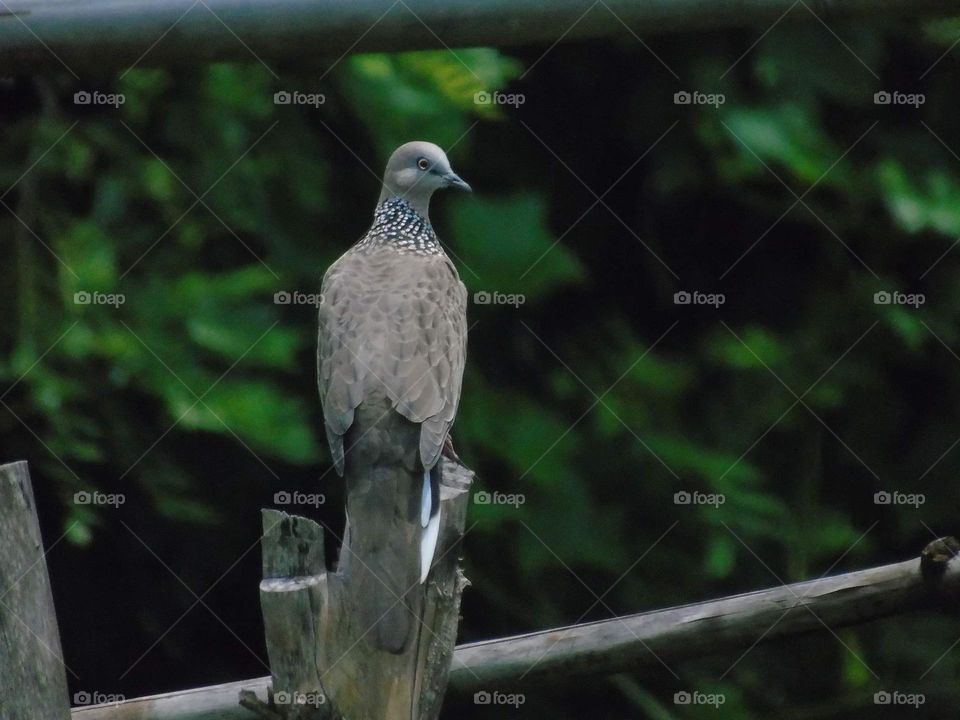Spotted dove. Tekukur biasa . Famous one bird for category columbidae . Captured aside of roadway to the near of crown fiels.