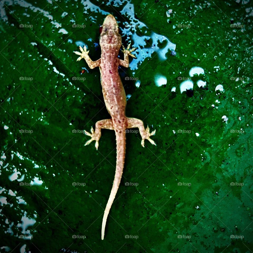 Lizard in the rain AMR Wozko