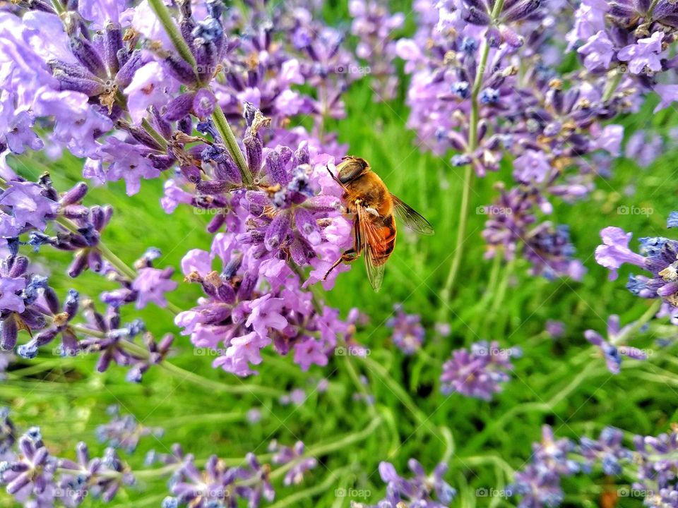 Drone fly on lavender