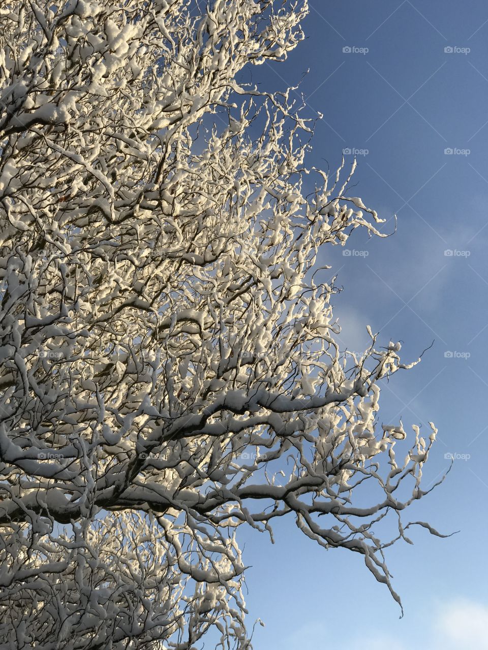 Winter and sun on snow covered tree