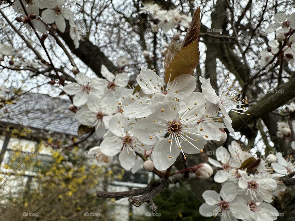 Plum tree in blossom 