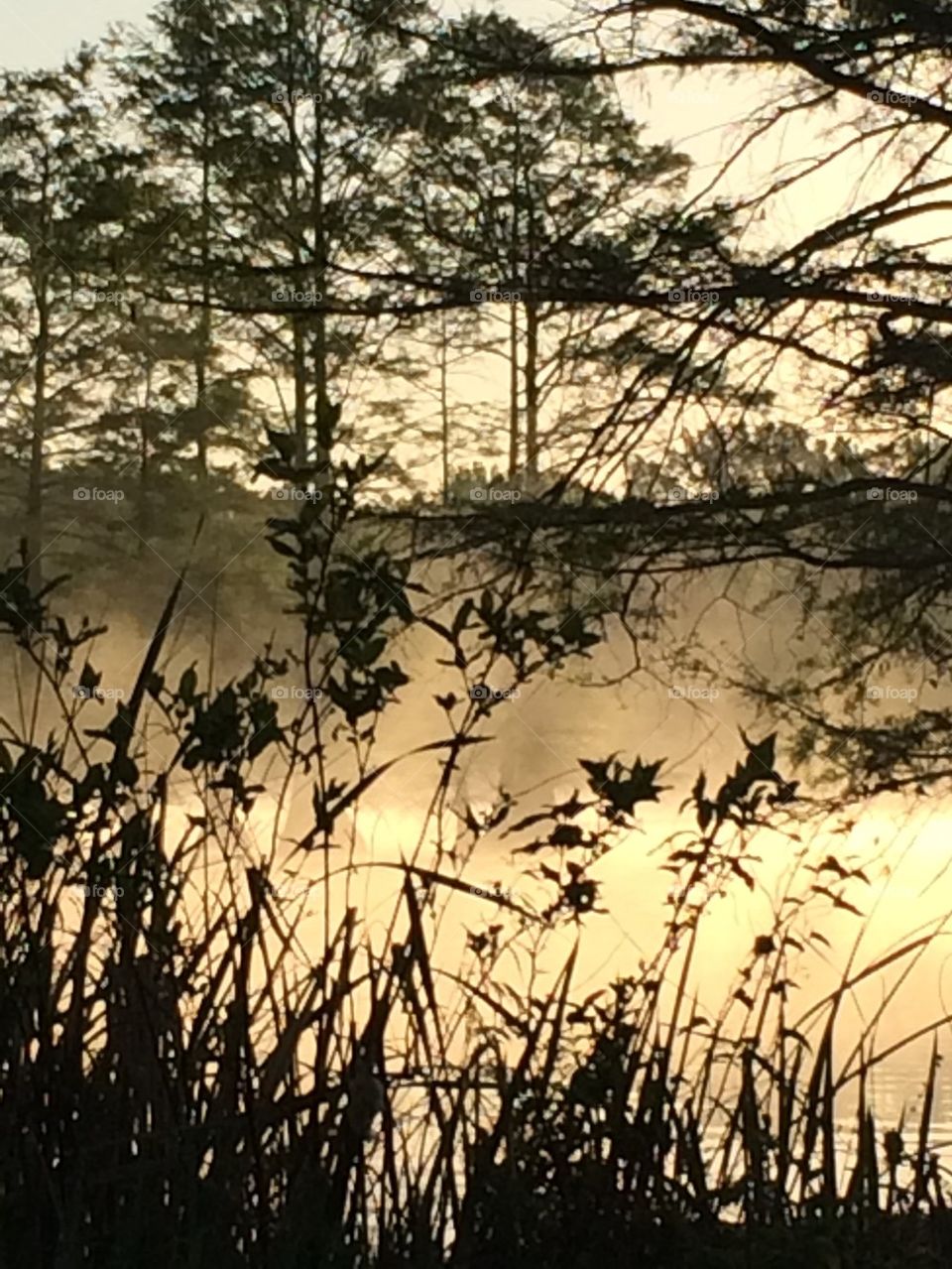 Looking through the bushes