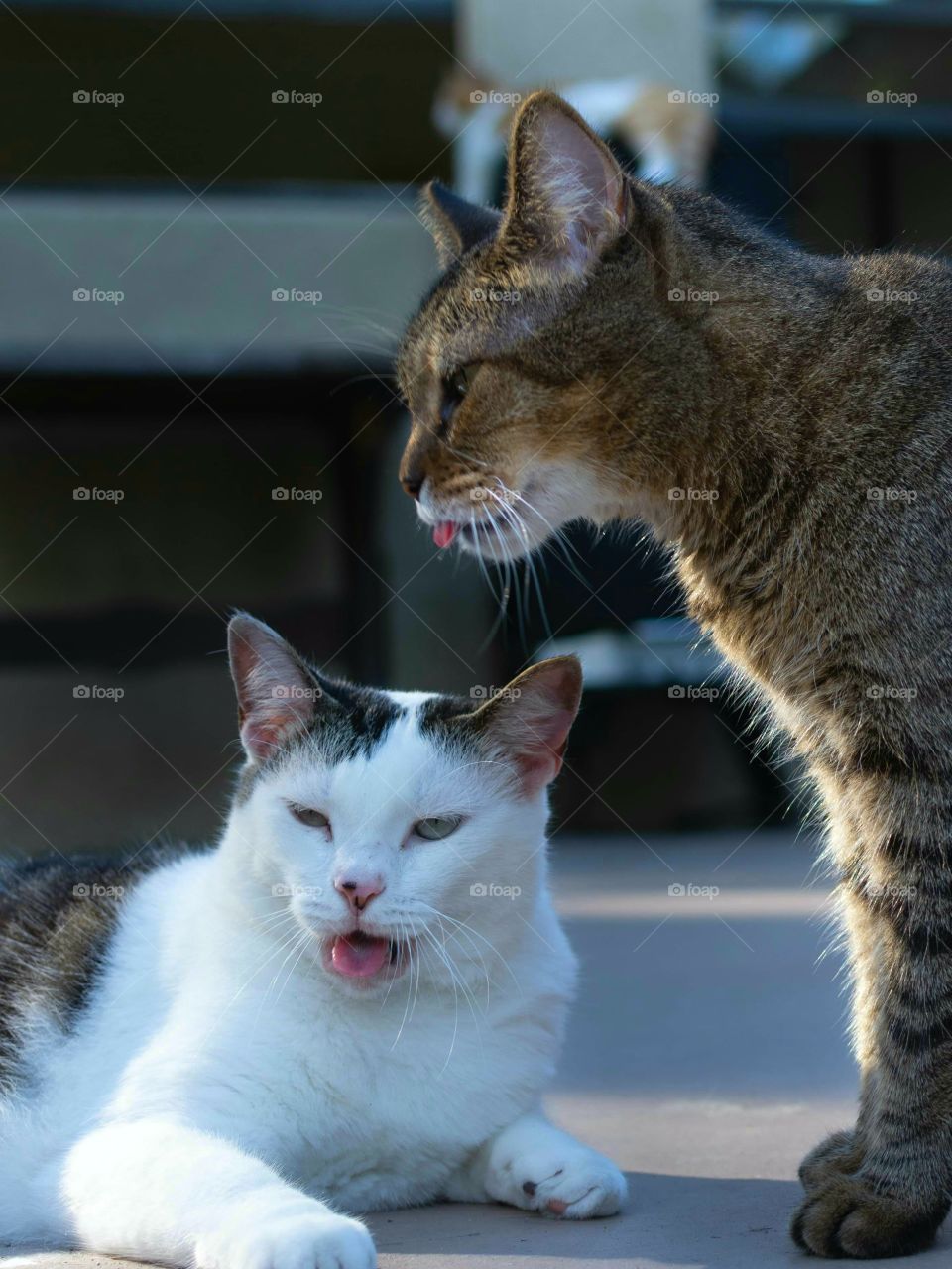 brown cat with tongue sticking out standing over a white cat with squinty eyes and open mouth with tongue out