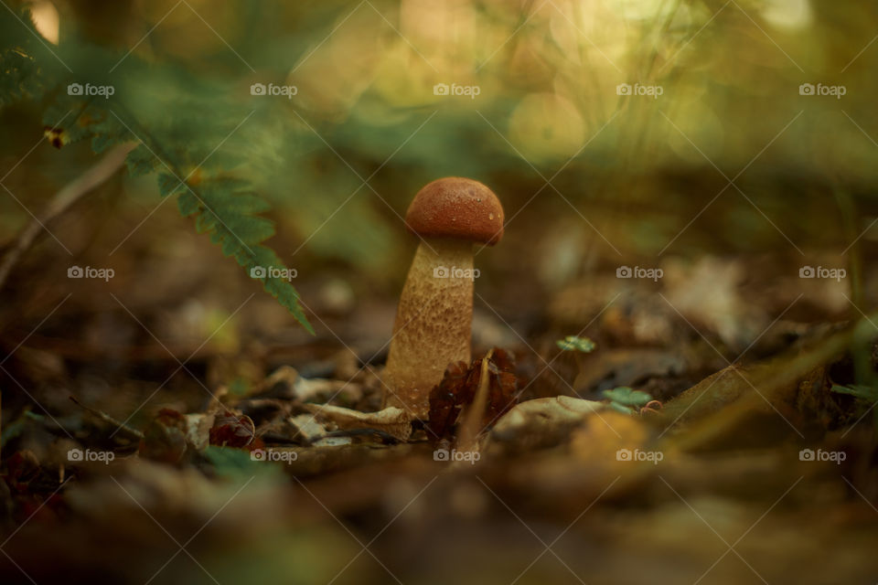 Mushrooms in autumn forest in sunny day