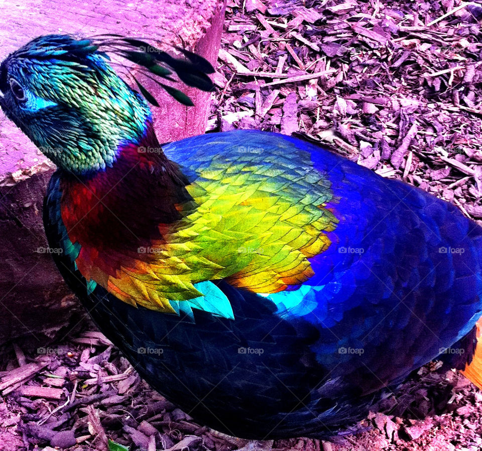Beautiful coloured exotic bird.