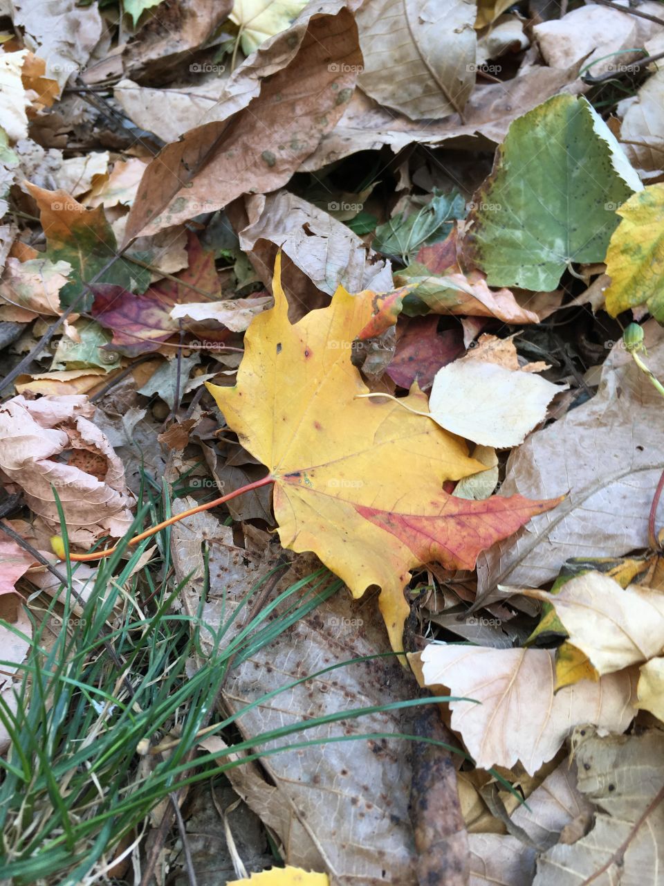 Yellow autumn leaves on the ground ending a life cycle