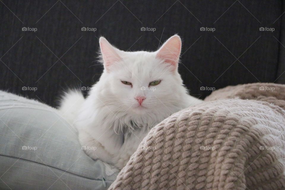 When your cat is upset you stopped petting her she gives you this look. 