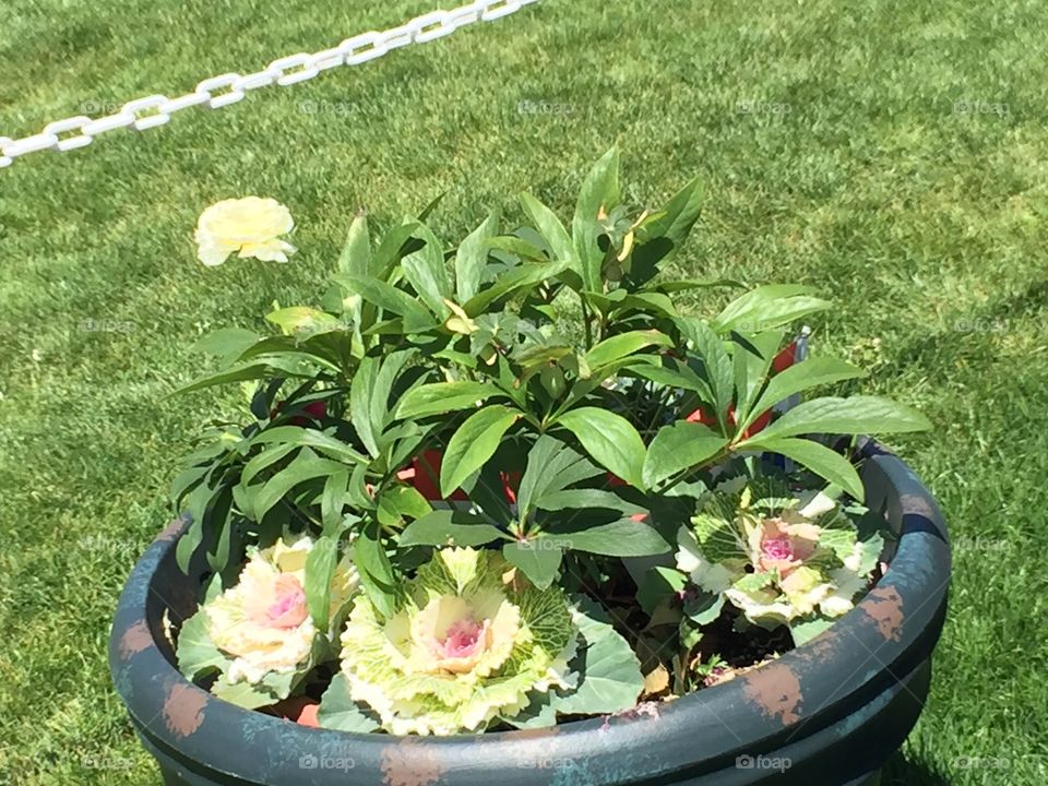 Flowers. Copyright © CM Photography. May 2019. 