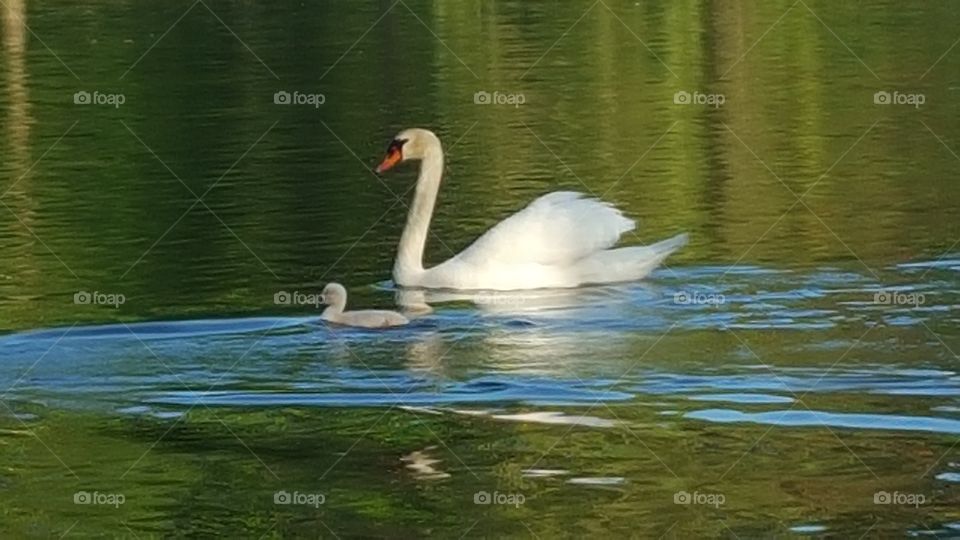 Water, Swan, Bird, Lake, Pool