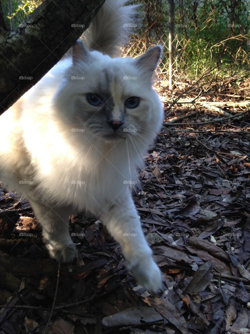 Cat exploring the yard