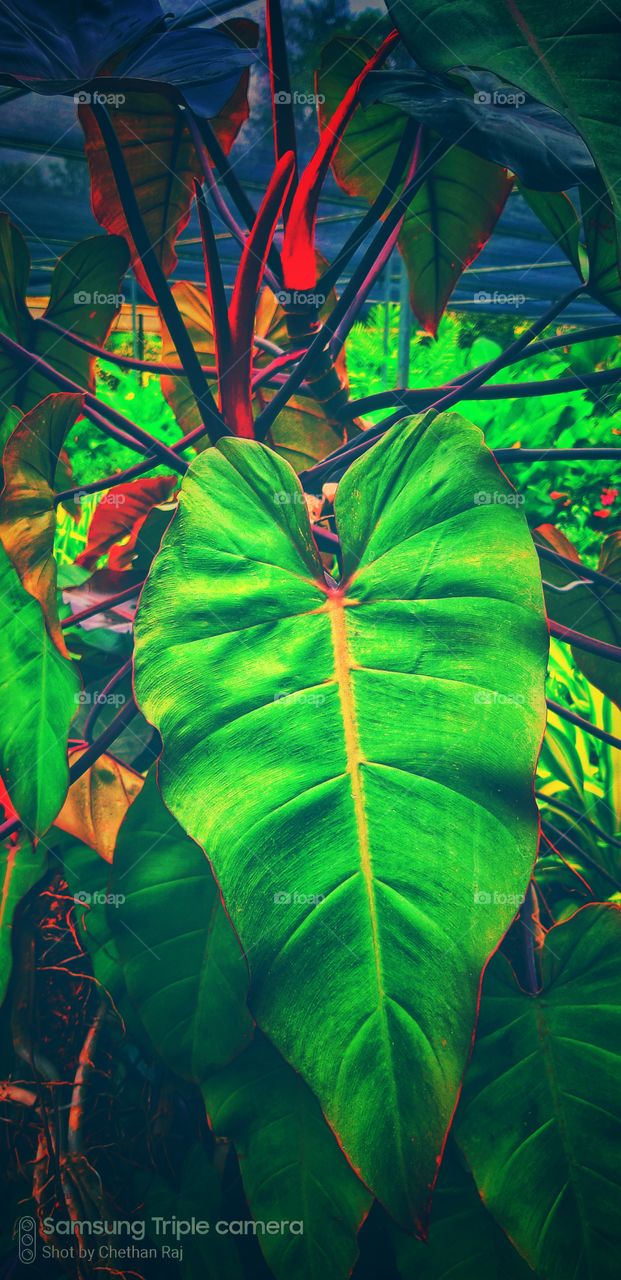 green colour stories