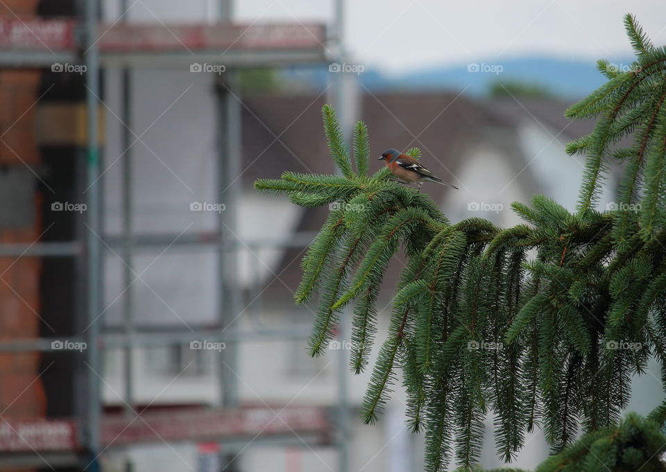 Little Spring Bird On Tree Branch