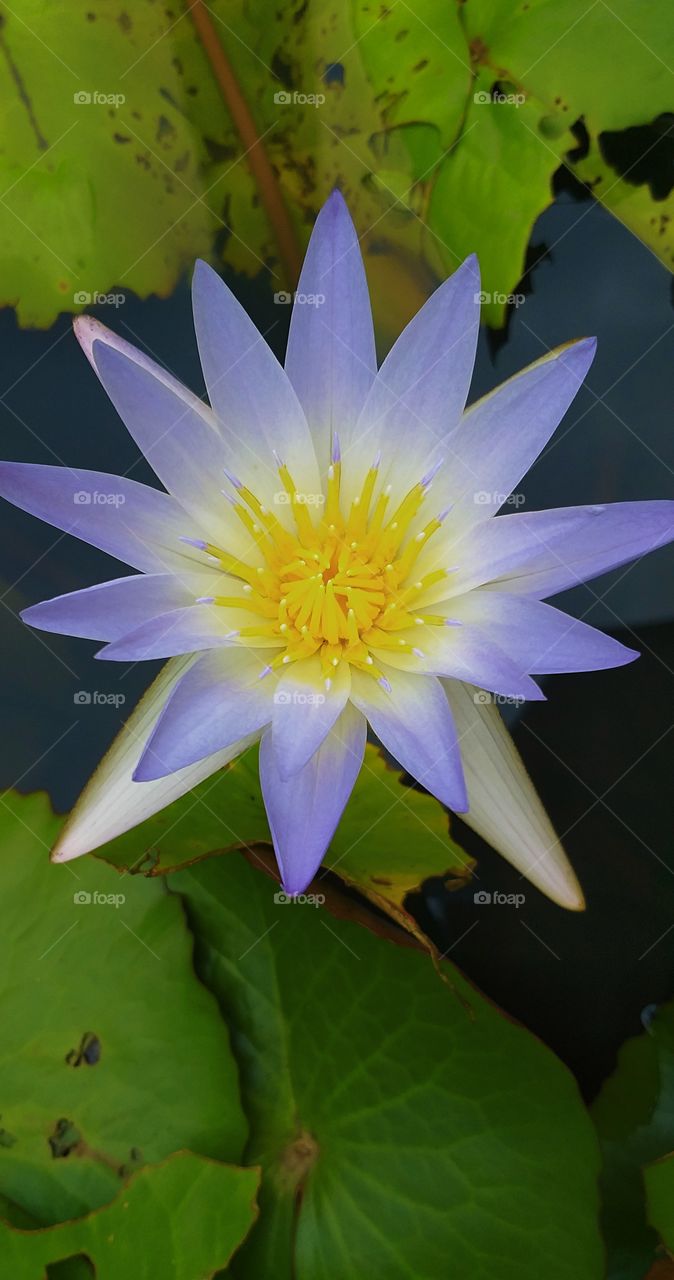 lotus. lotus flower.