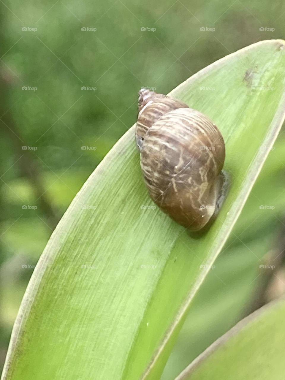 Paisagem com caracol em marrom claro em folha de orquídea. Folha em cor verde limão e fundo em foco suave.