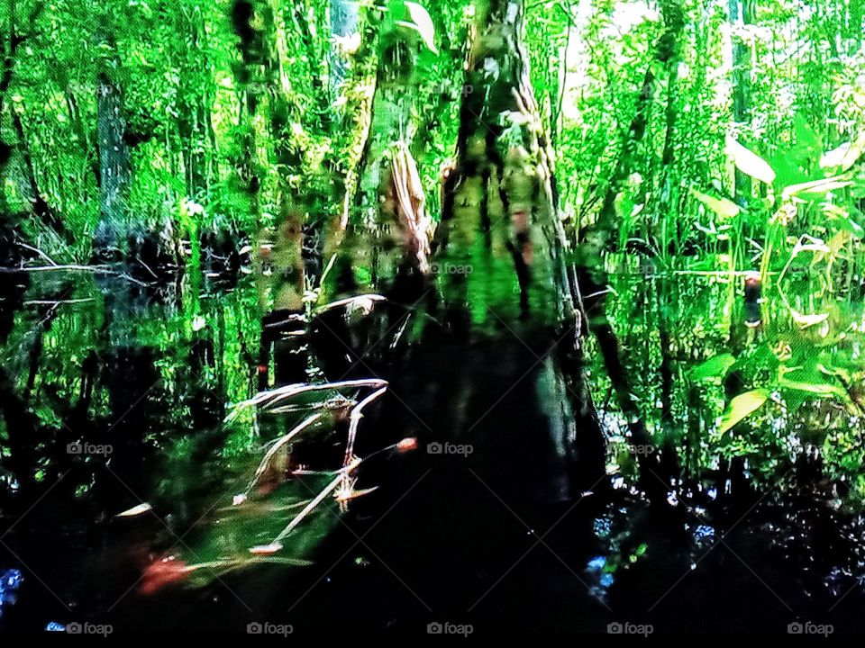 tree branches photography