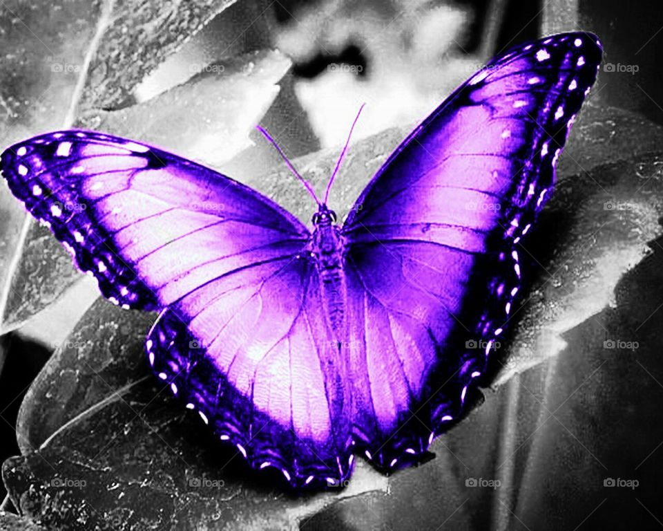 butterfly