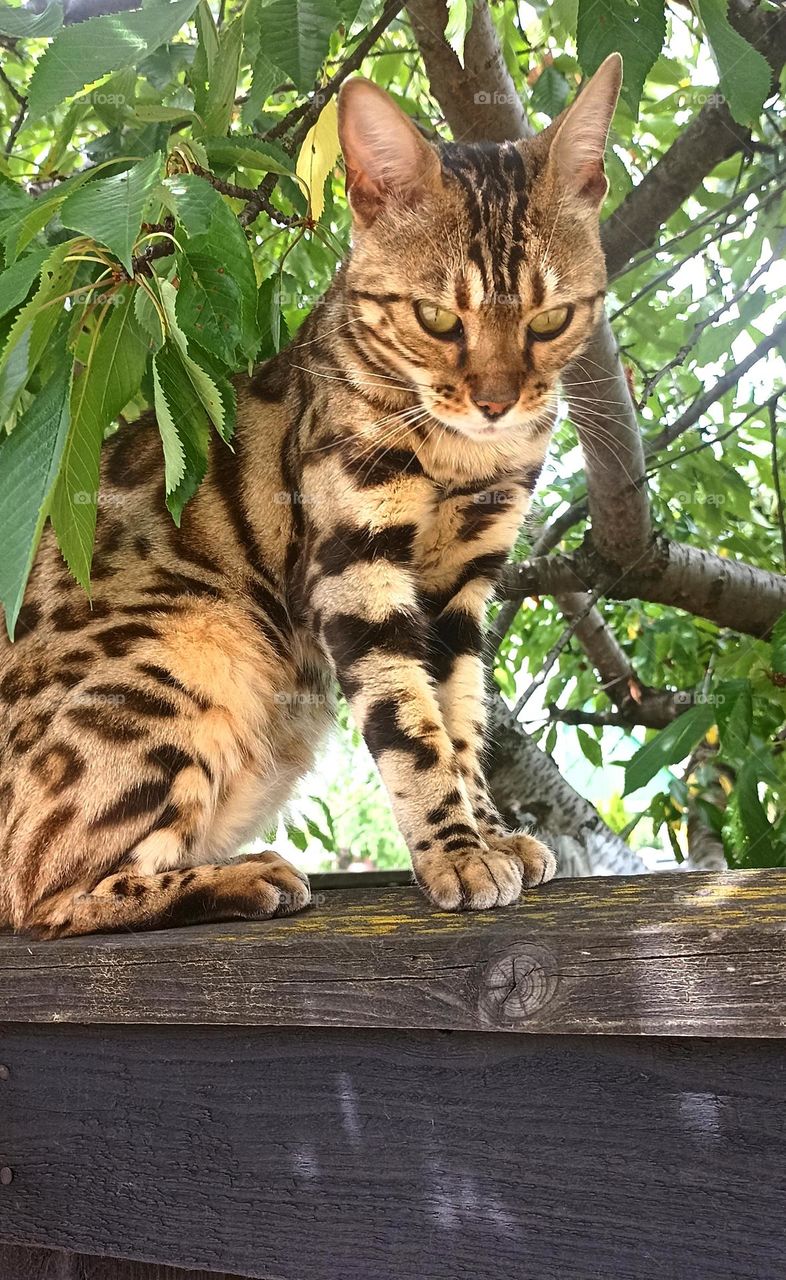 cat beautiful portrait on a wooden fence summer time, mobile photography