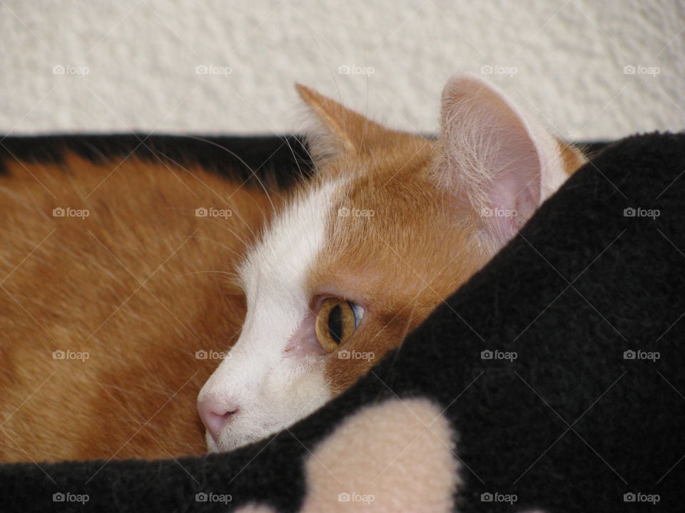 Cat in basket