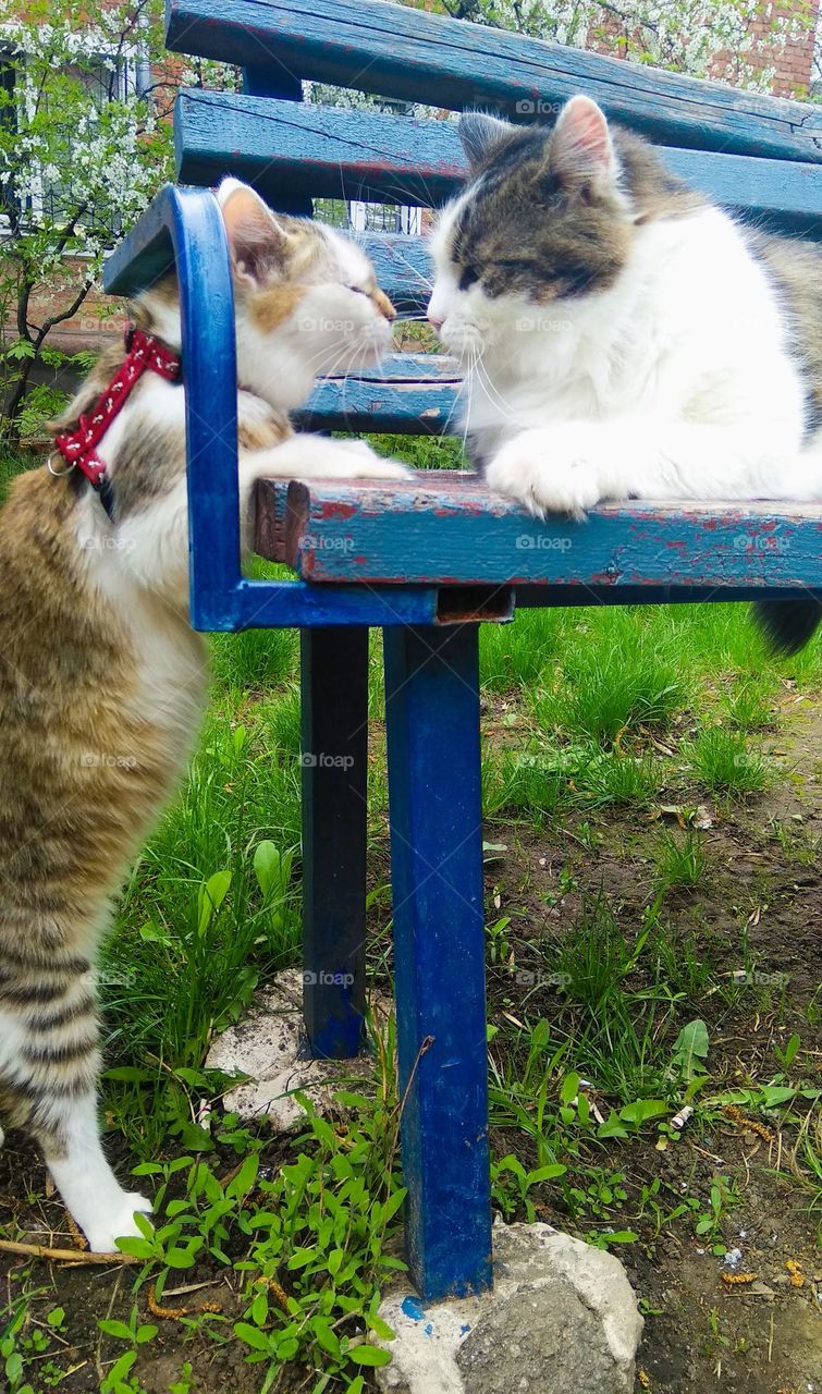 Tenderness series pets