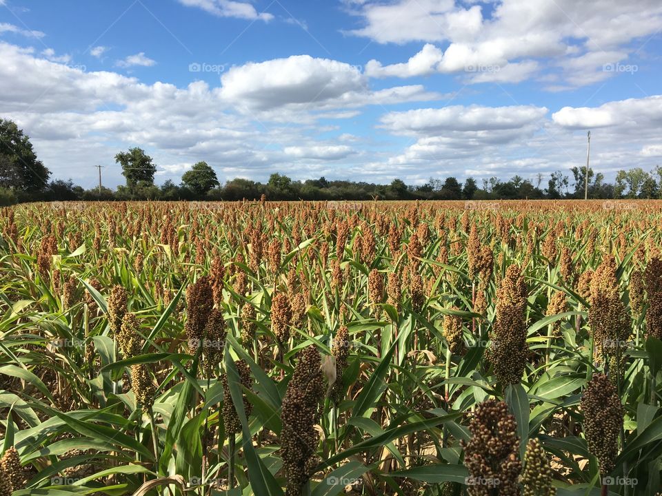 Sorghum field 