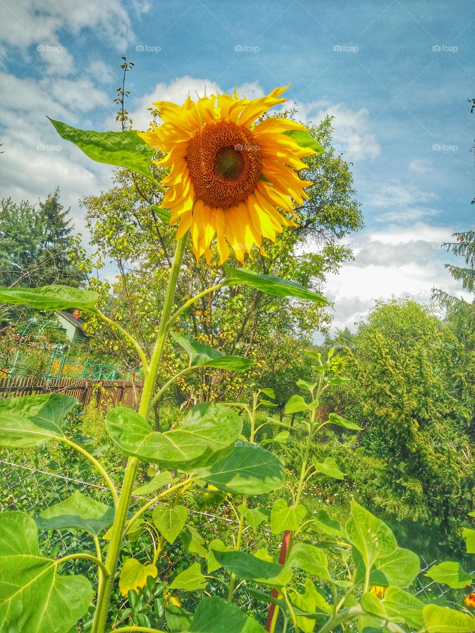 Close-up of yellow sunflower