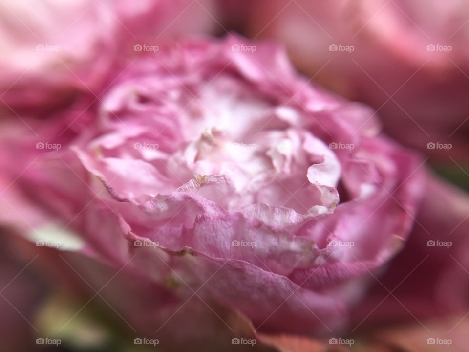 Rosebud