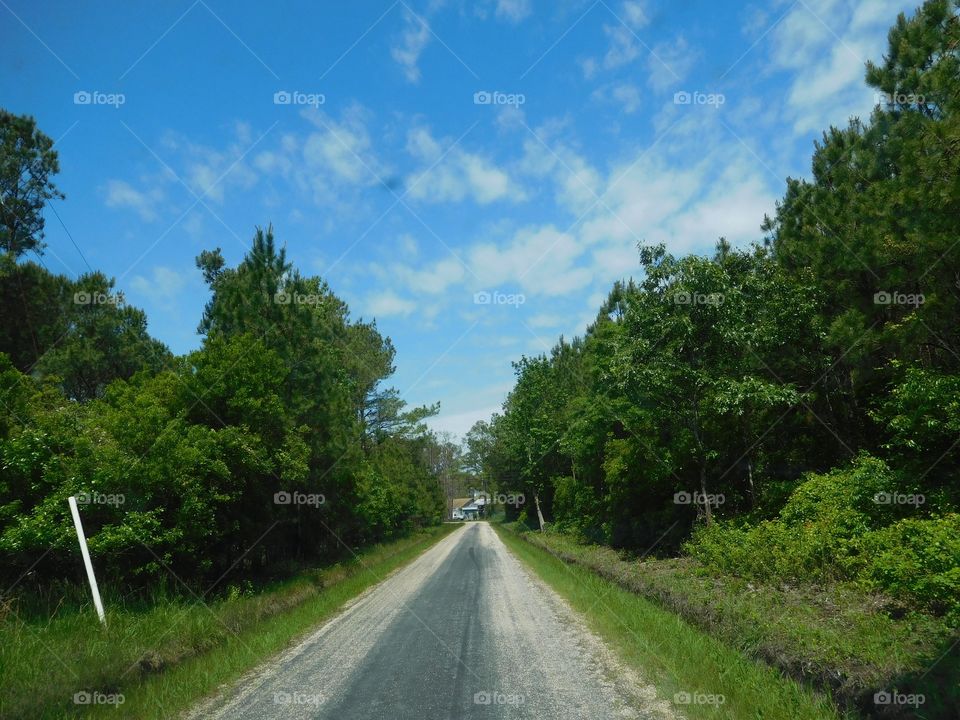 Road, Tree, Landscape, Guidance, No Person