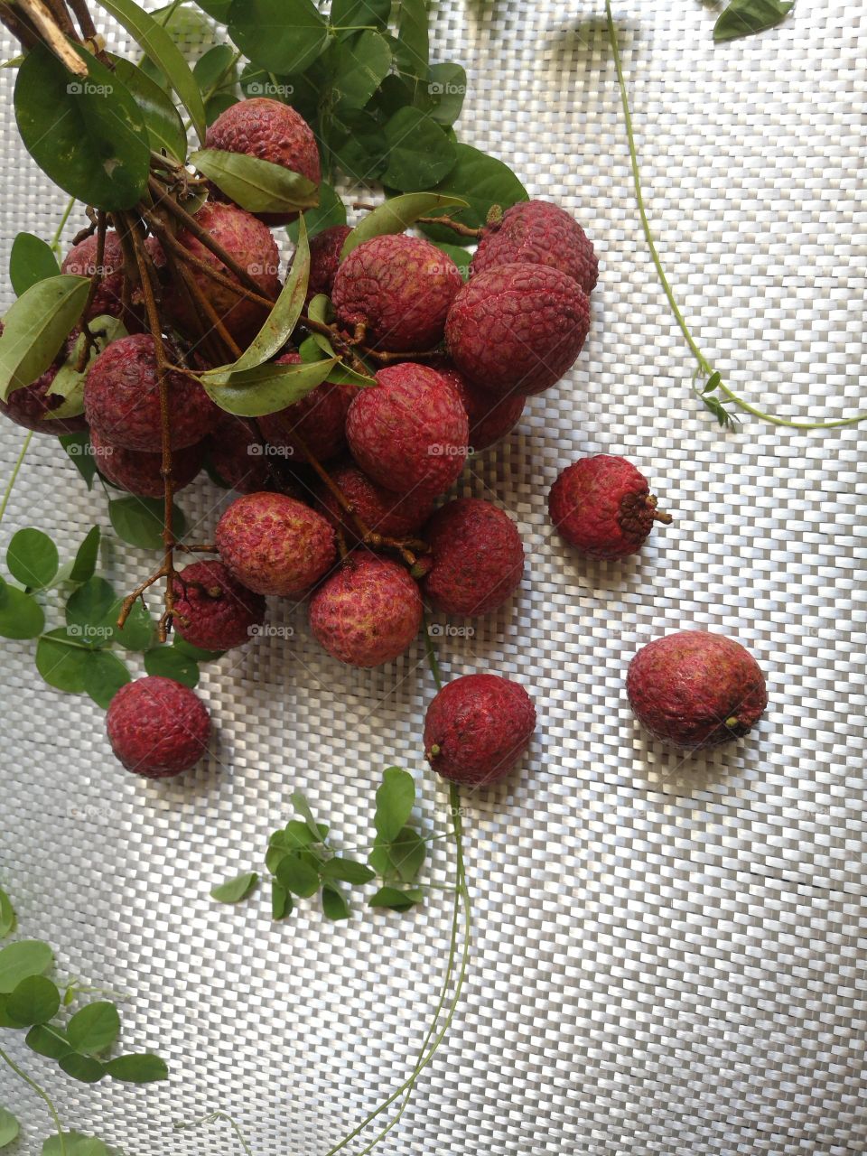 Something in the garden