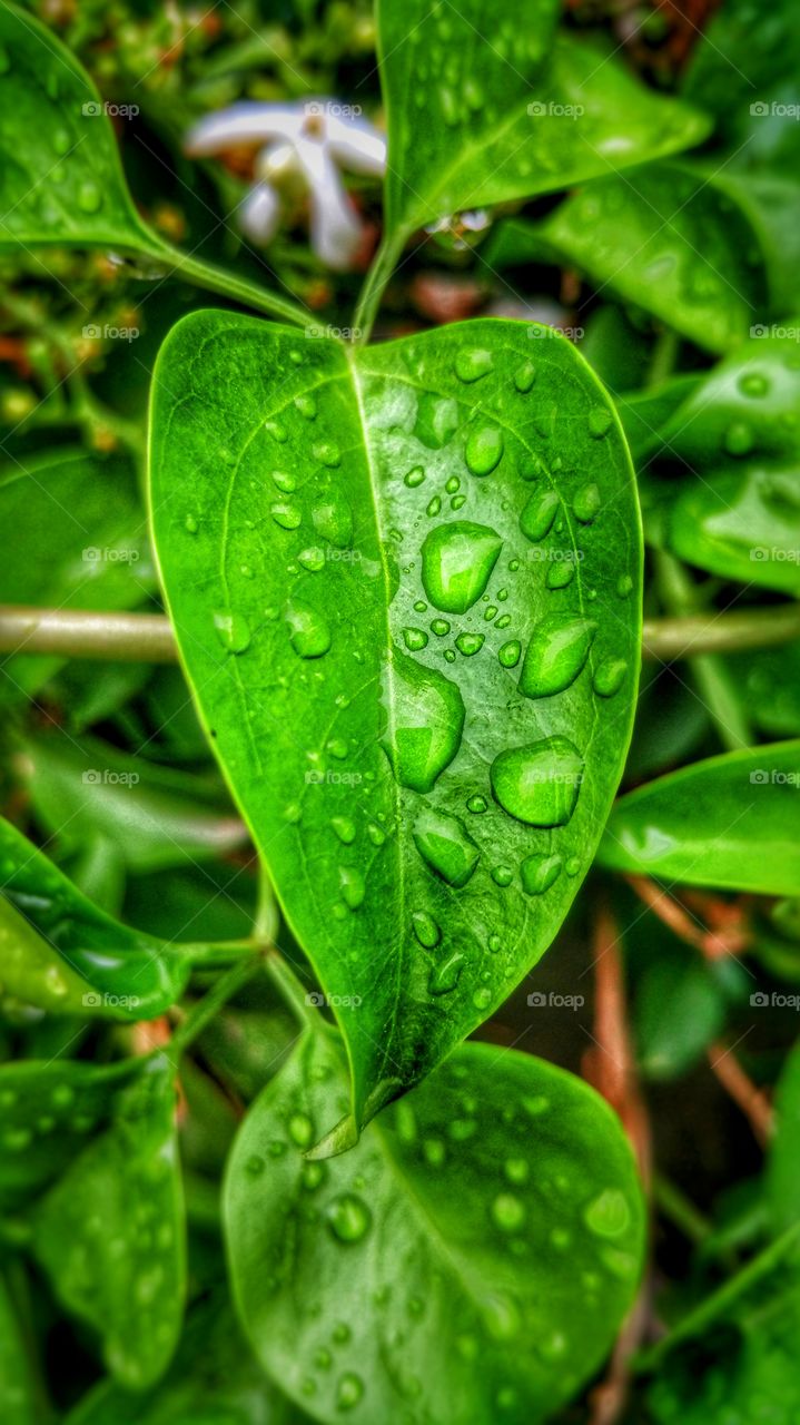 rain water on green leaf water dew on leaf