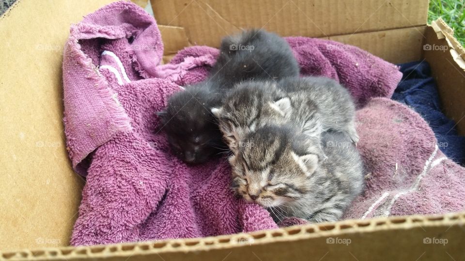 stray kittens in a box