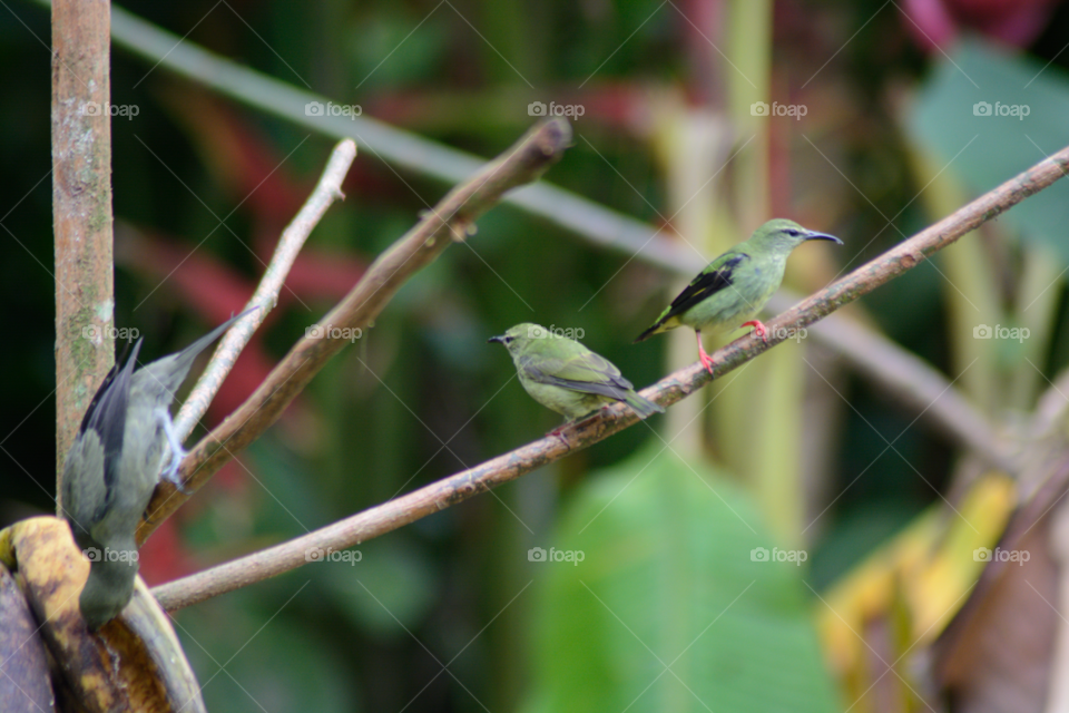 Bird, Wildlife, Nature, Animal, Tropical