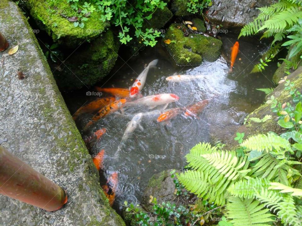 koi pond. a pond my brother took a photo of while strolling at a park in oahu