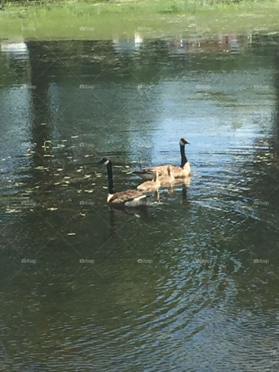 Goose family 