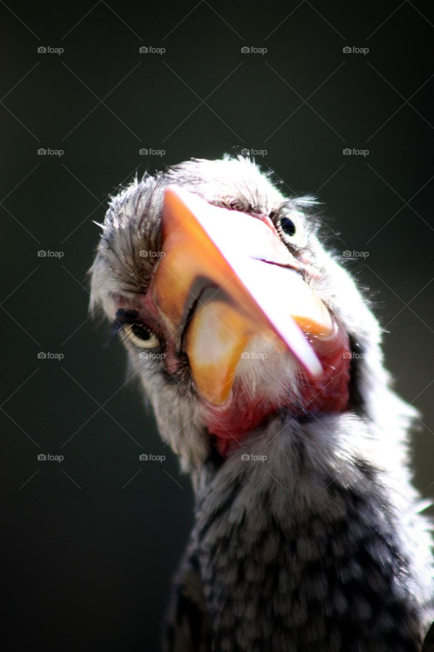 The curious Southern yellow-billed hornbill