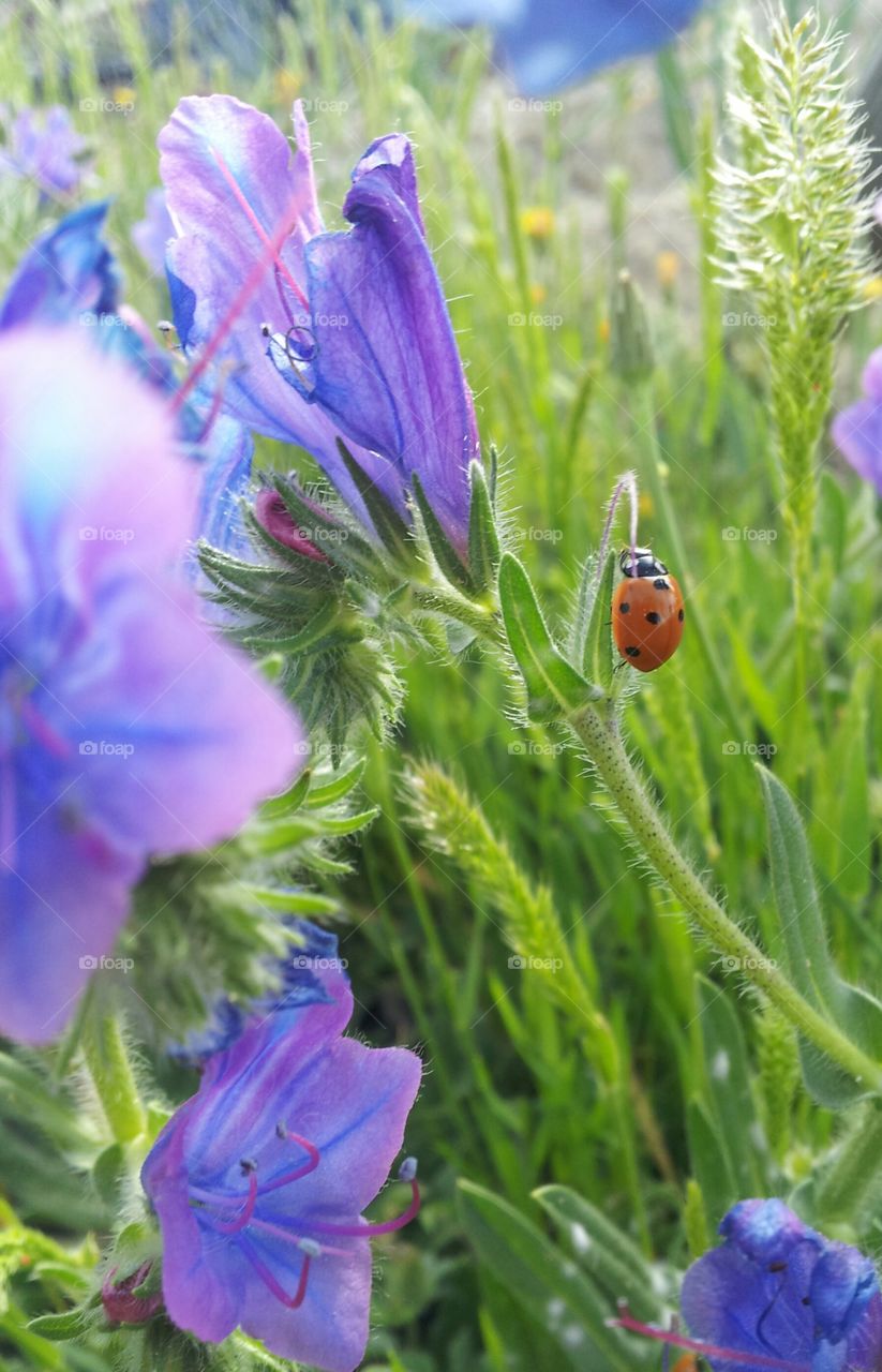 ladybug in flowers. a happy ladybug is in a violet flower and celebrating the spring