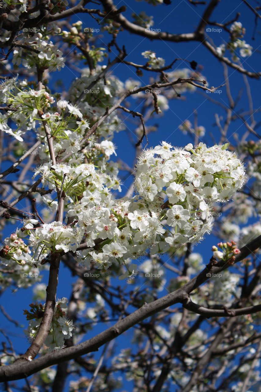 White flower blossoms