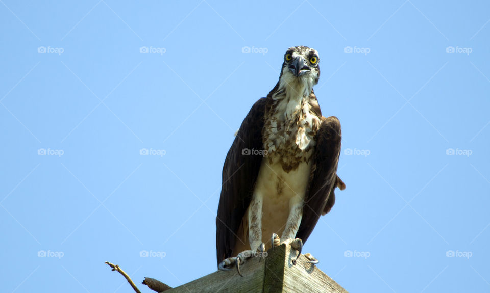 Osprey Close up