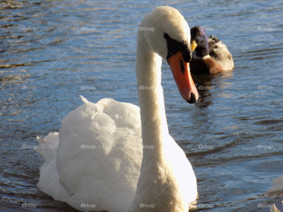 Swan close up. close up of a Swan swimming on a lake